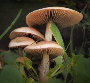 Wiesenegerling Agaricus campestris